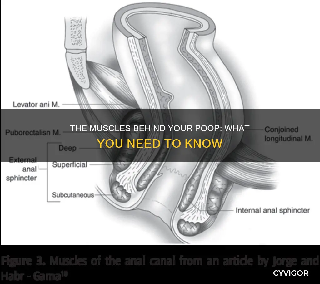 which muscle b control poop