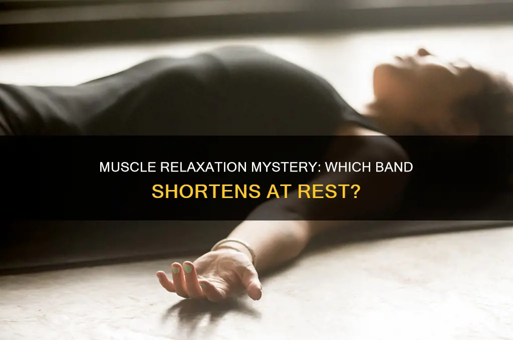 which muscle band becomes shorter during relaxation