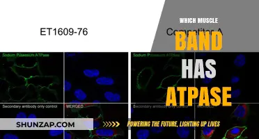 ATPase-Rich Muscle Bands: Understanding the Basics