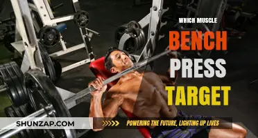 The Ultimate Guide to Muscles Targeted by Bench Press