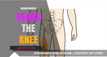 Understanding the Power of Knee Flexion