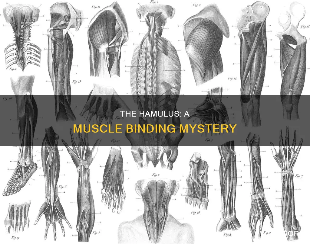 which muscle binde to hamulus