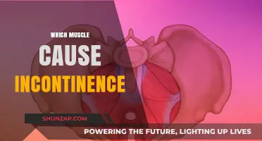 Understanding Pelvic Floor Muscles: The Key to Incontinence Causes