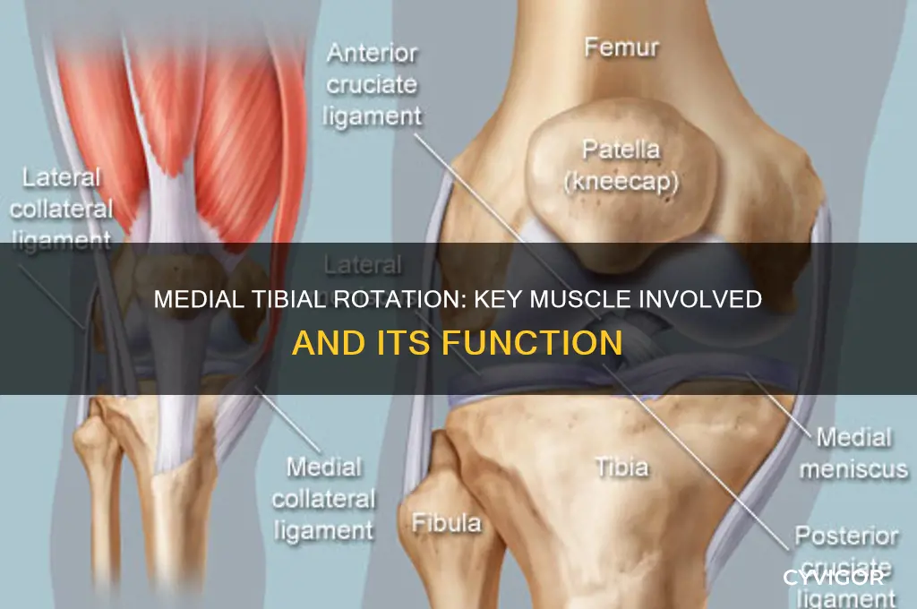 which muscle causes a medial rotation of the tibia