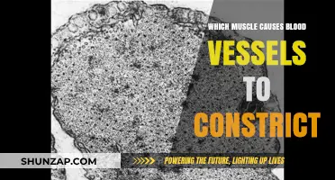 How the Vascular Smooth Muscle Triggers Blood Vessel Constriction