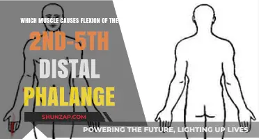 Flexor Digitorum Profundus: The Muscle Behind Finger Tip Flexion