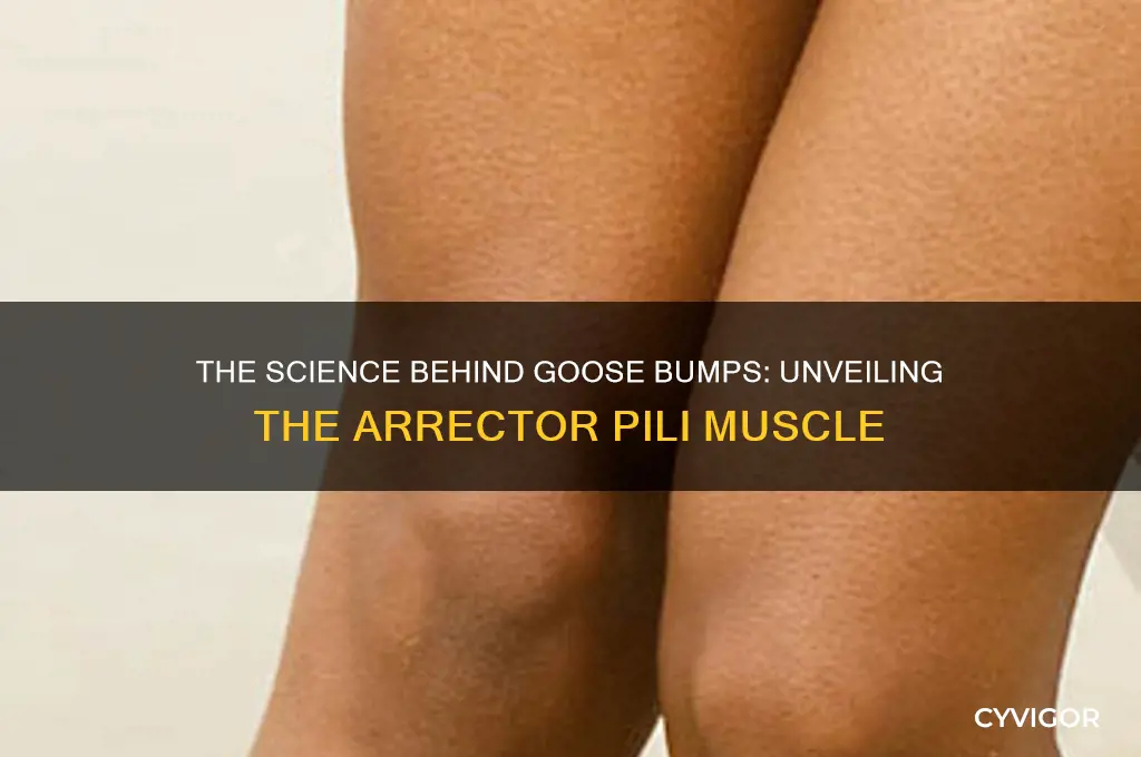 which muscle causes goose bumps