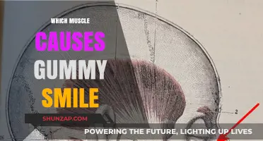 Understanding the Levator Labii Superioris: The Muscle Behind Gummy Smiles