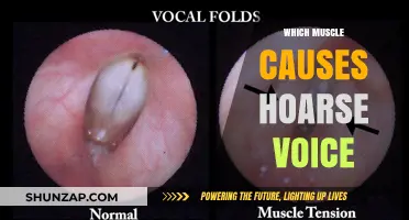 Understanding Hoarse Voice: The Role of the Vocal Fold Muscles