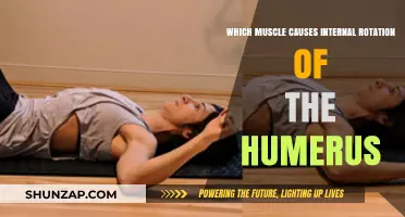 Muscles Responsible for Internal Rotation of the Humerus Explained