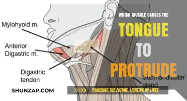 Understanding the Role of the Geniohyoid Muscle in Tongue Protrusion