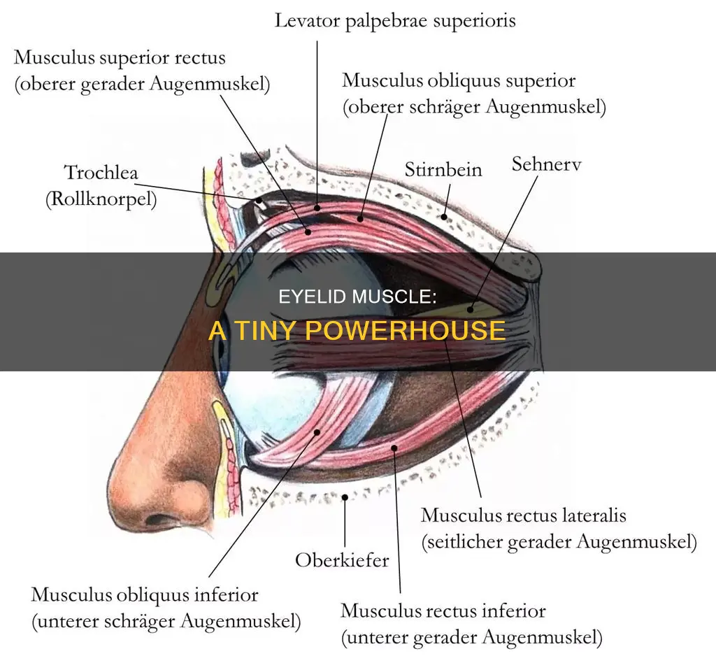 which muscle closes eyelid