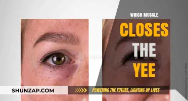 How to Close the Eye: The Orbicularis Muscle