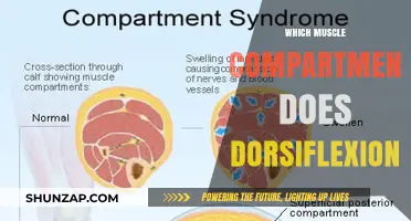 Understanding Dorsiflexion: Muscle Compartment Explored