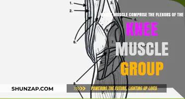 Understanding the Key Muscles That Flex the Knee Joint