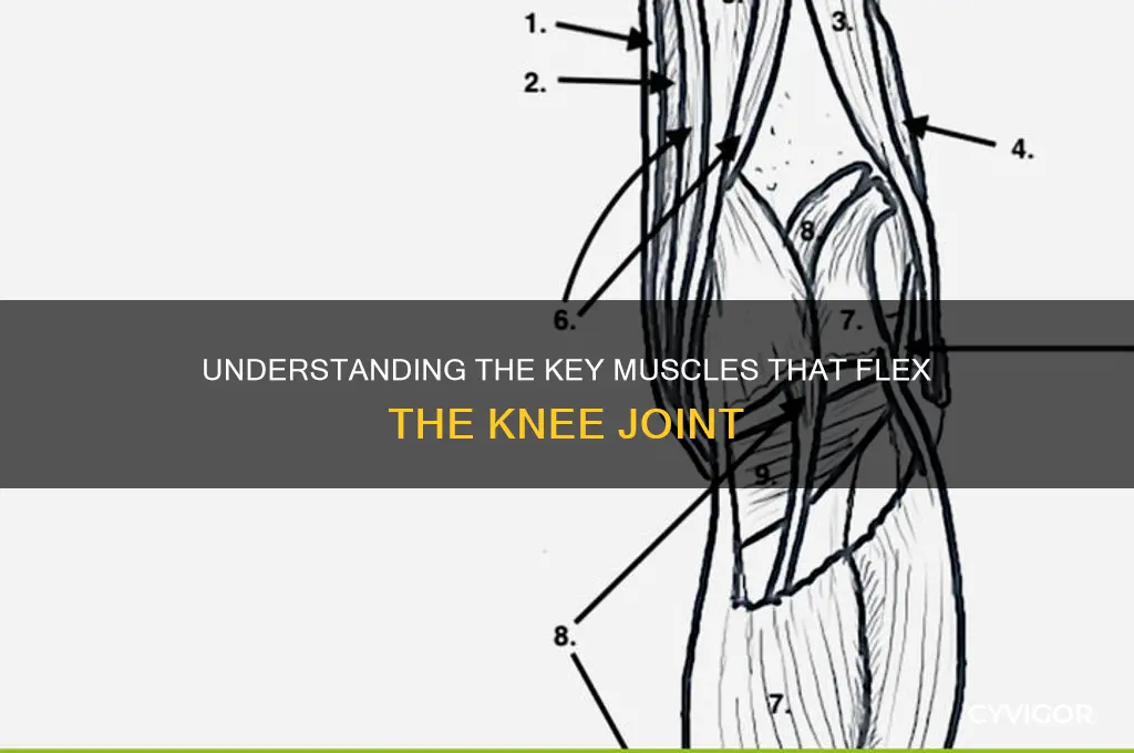 which muscle comprise the flexors of the knee muscle group