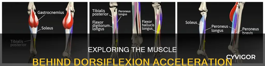 which muscle concentrically accelerates dorsiflexion