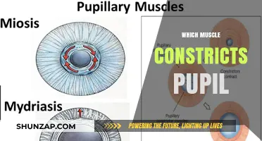 How Eye's Pupil Muscle Works and React