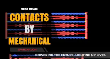 Mechanically Activated Muscles: A Unique Contraction Method