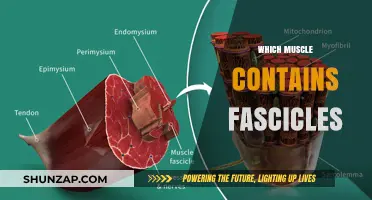 Understanding Muscle Composition: Fascicles and Their Functions