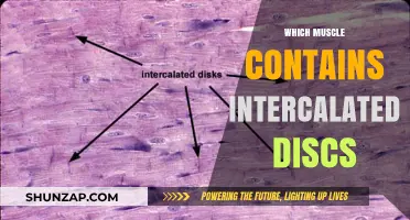 Intercalated Discs: Where in the Body Are They Found?