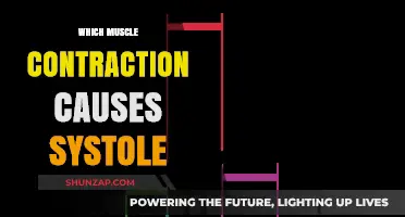 Systolic Force: Understanding the Muscle Contraction Driving Heart Pumping