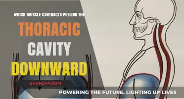 Diaphragm's Role: Contracting to Pull Thoracic Cavity Downward Explained