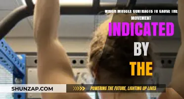 Muscle Contractions: Unveiling the Key Movers Behind Every Action