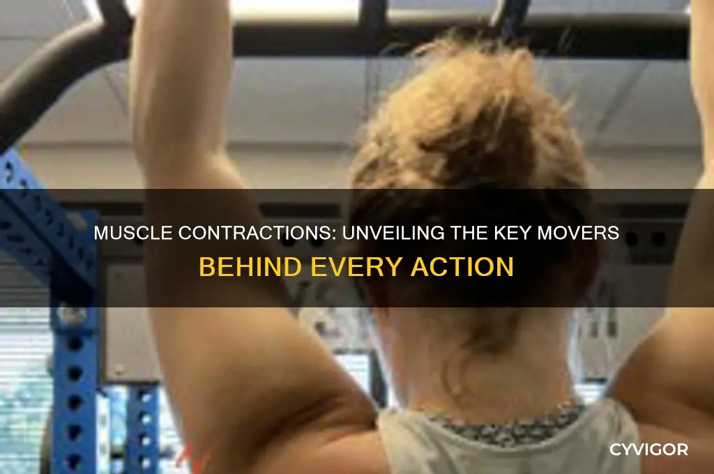 which muscle contracts to cause the movement indicated by the