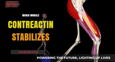 Stabilizing Muscle Movement: Understanding Contraictions