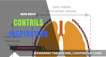 Inspiring Muscle: The Diaphragm's Role in Breathing