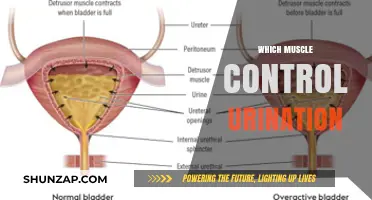 Pelvic Floor Muscles: The Guardians of Urination