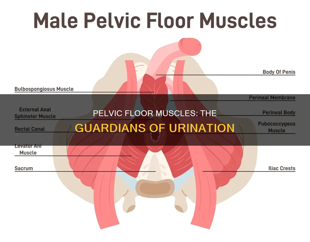 which muscle control urination