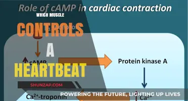 The Heartbeat Muscle: Unlocking the Power Within