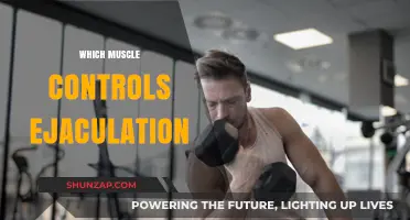 How the PC Muscle Controls Ejaculation