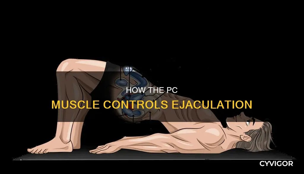 which muscle controls ejaculation