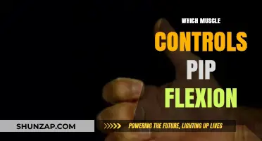 Understanding the Muscle Behind Pip Flexion