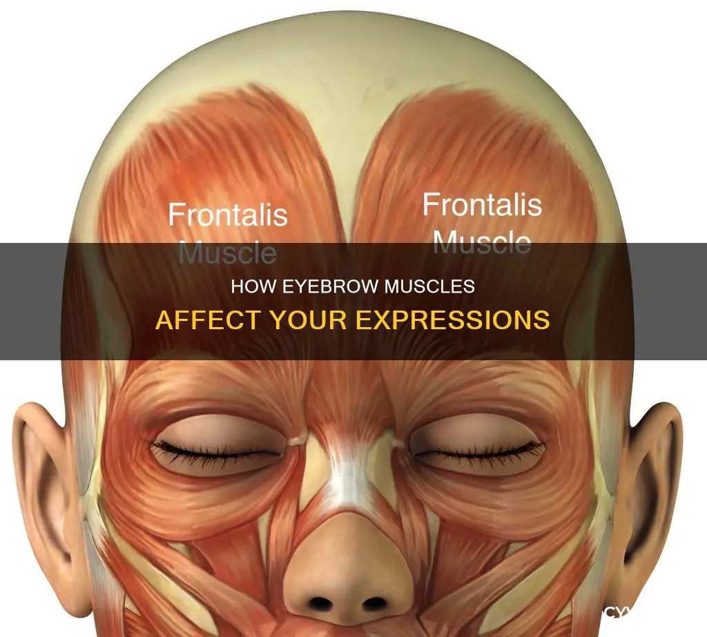 which muscle controls the eyebrows