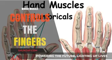 How Fingers Move: Muscles that Control Them
