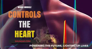 The Heart's Muscle: Unraveling the Cardiac Powerhouse