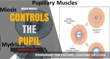 How the Eye's Pupil Muscle Works