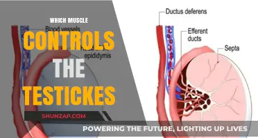The Testicles' Muscle Control