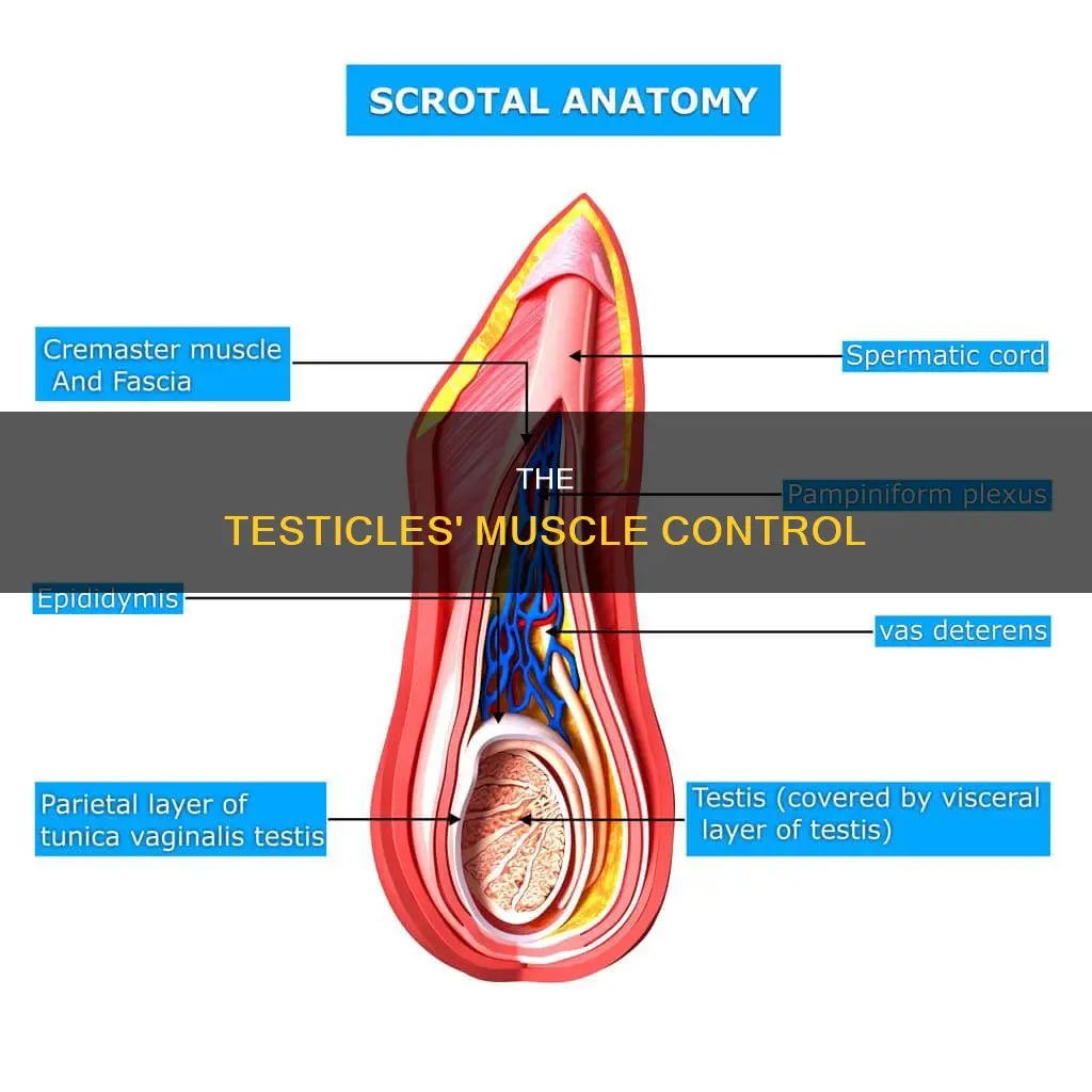 which muscle controls the testickes