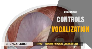 How Your Voice Muscles Work and Vocalization
