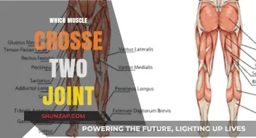 Muscles that Cross Two Joints: Understanding Their Unique Function