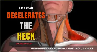 How the Hamstrings Decelerate Your Hectic Pace