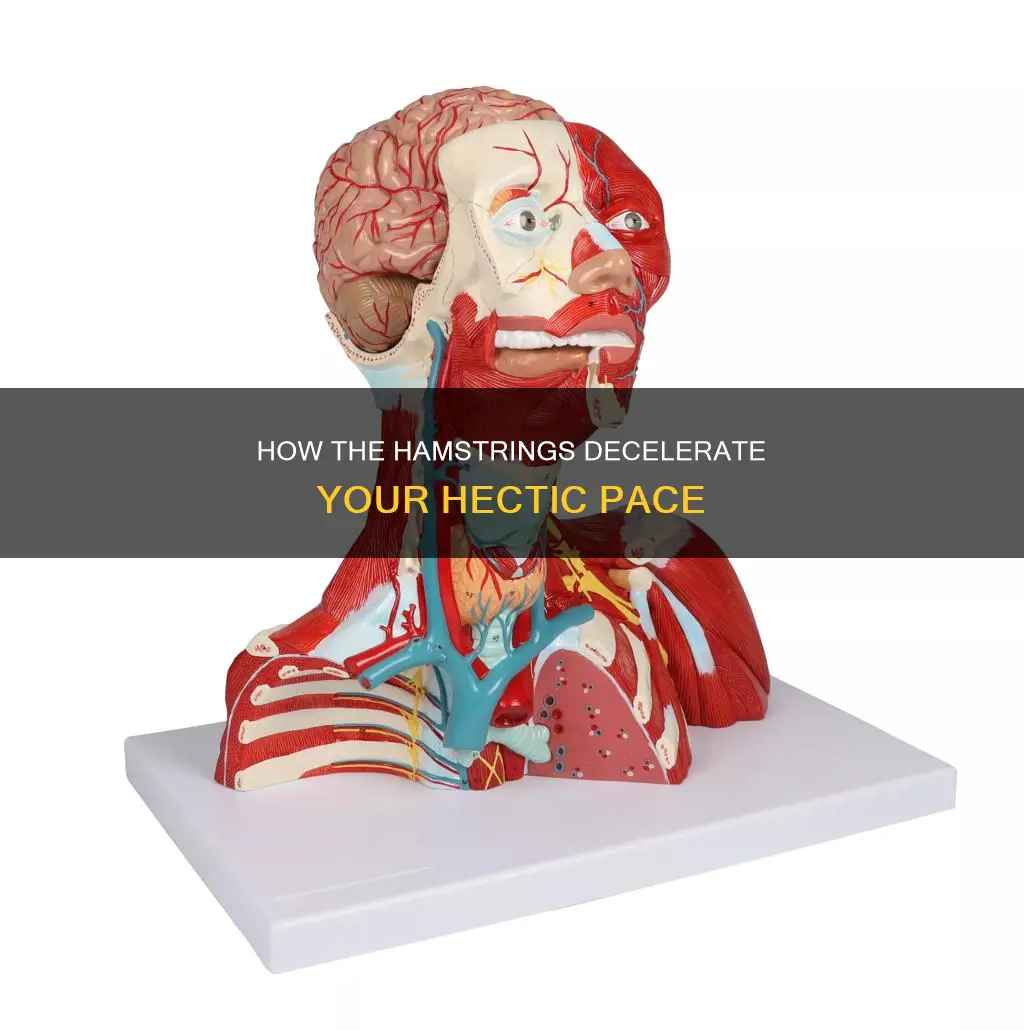 which muscle decelerates the heck