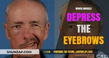 Eyebrow Movement: The Muscles Behind Facial Expressions