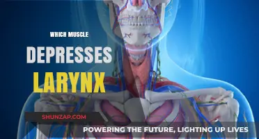 How the Larynx is Depressed by Muscles