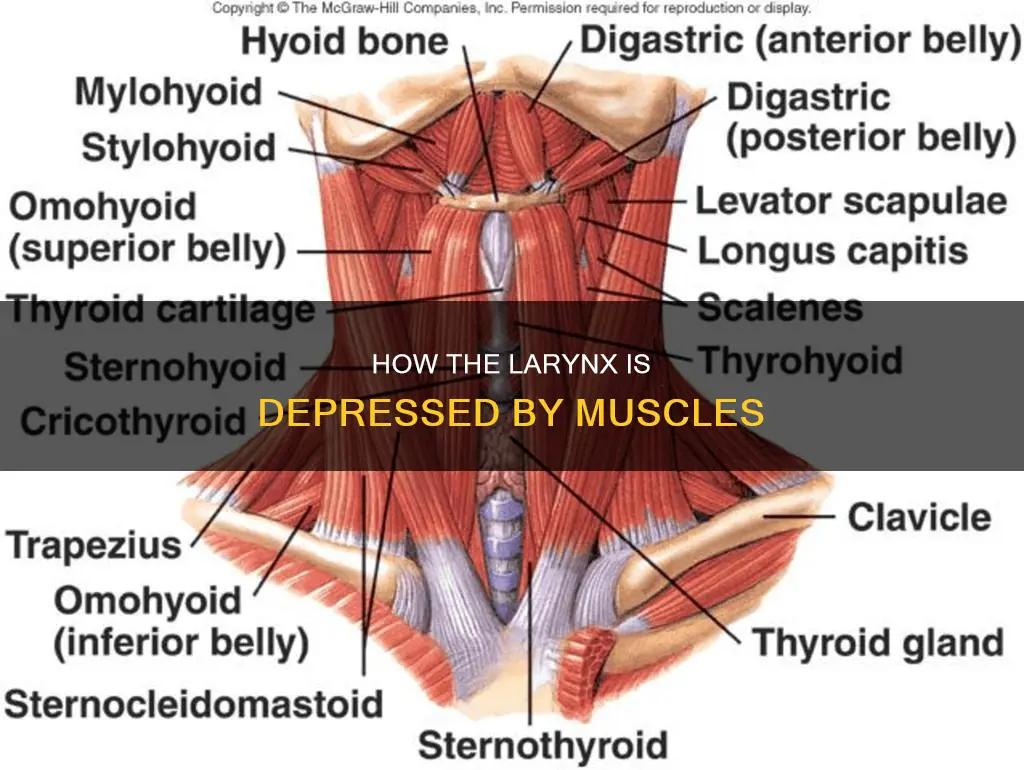which muscle depresses larynx